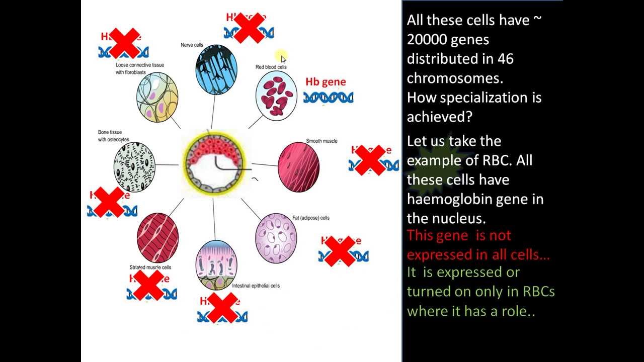 Cell specialization, how cells are specialized? - YouTube