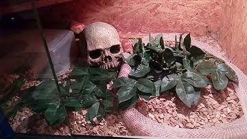 Timelapse of corn snake shed