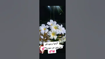 حالات واتس اب قديش قلتلج روحي وتعالي يسعد عين امج حلوة مياله 