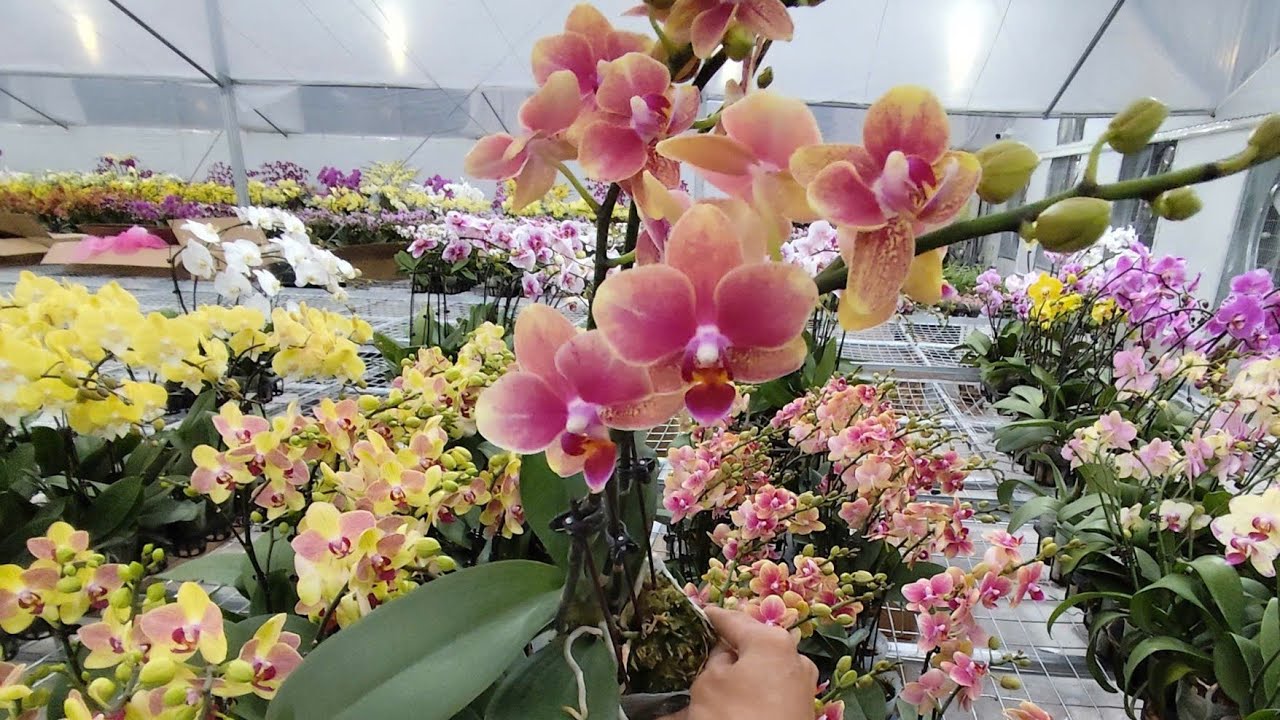 CỰCĐẸP XẢ RẺ 25K S 5/2.HỒ ĐIÊP,THANH LIỄU,HỌNG HỒNG,KIỀU TÍM,GÀ,SATO,ĐENRO(0849490188/0396164604