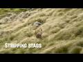 Solo Stag Hunt in the Tops! Red Deer &amp; Chamois | New Zealand Hunting