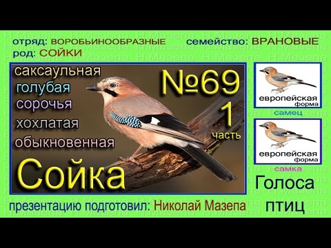 Сойка Фото Птица Самец И Самка