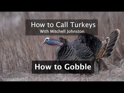 Learn How to Call Turkeys: How to Gobble