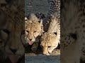 Por isso os guepardos tem medo de beber água #animals #savana #natureza