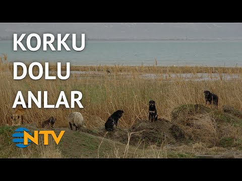 @NTV Van’da korku dolu anlar: 7 köpek kız öğrenciye saldırdı