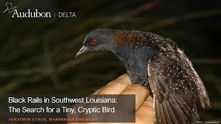 Black Rails in Southwest Louisiana - The Search for a Tiny, Cryptic Bird