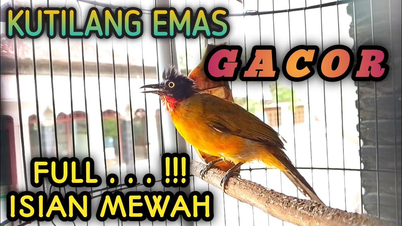 KUTILANG EMAS ❗❗GACOR FULL ISIAN MEWAH CARI LAWAN