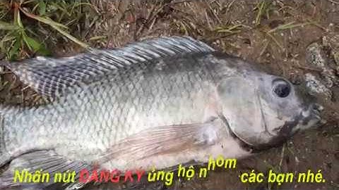 CÂU CÁ THIÊN NHIÊN|CÁ ĂN MẠNH LÚC TRỜI ĐANG MƯA|MINH ĐỨC MT