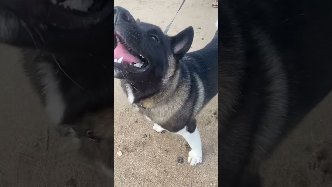 Akita dog breed first time in juhu beach (Hachiko movie dog) 