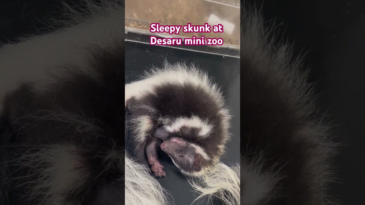 Sleepy skunk 