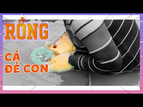 Video Trực Tiếp Quan Sát, Thu Hoạch Cá Rồng Đẻ Con Tại Trại... - youtube