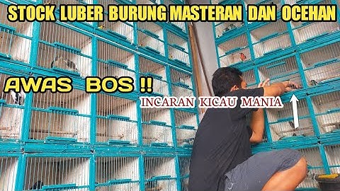 BANJIR BURUNG OCEHAN DAN MASTERAN HARGA JUALNYA MURAH PASAR BURUNG PRAMUKA