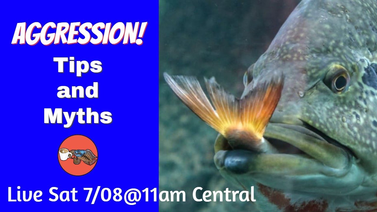 Fish Busting BUSTING MISCONCEPTIONS about FISH AGGRESSION - LIVE! - YouTube