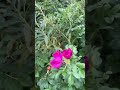 #shortsfeed #shortsviral #Shorts #naturelovers #music #plants #viralshorts #new #motivation #feeling