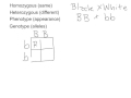 Genetic Vocabulary and Punnett Squares in Mouse Breeding
