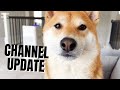 Life with a Shiba Inu and Channel Update | Super Shiba