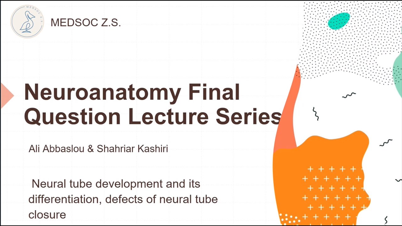 Random Tube Closure Neural tube development and its differenatiation, defects of neural ...
