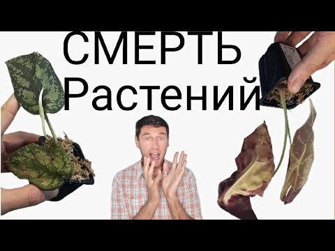 АДАПТАЦИЯ РАСТЕНИЙ ДЛЯ НОВИЧКА ПРОСТЫМИ СЛОВАМИ КАК ОНА ЕСТЬ