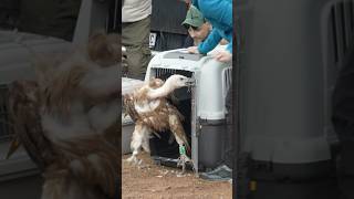 Bringing Griffon Vultures From Extinction - Micro Documentary