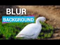 How To Blur Photo Background in Photoshop 2024 | Blur Photo Background