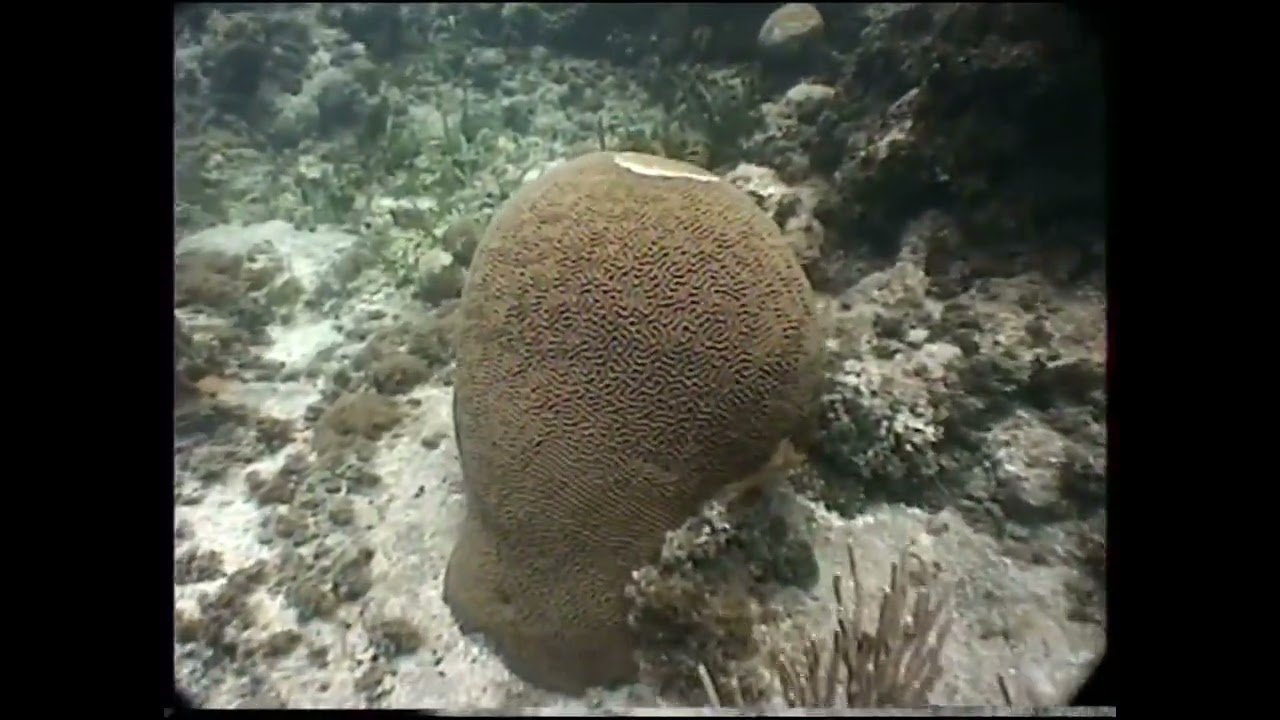 Michaels Rock reef.   Guanaja Bay Islands Honduras 1997