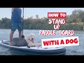 How to SUP with a Dog┃Ed&Mel