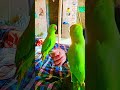 #nonstoptalkingparrot #birds #talkingparot #viralvideo #funny #mithukibatain #talkingparrot #parrot