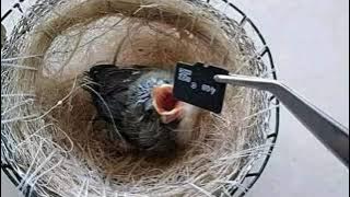 MASTERAN TERAPI OTAK BAGUS UNTUK BURUNG OCEHAN #masteranburungkicau #masteranlengkap #smartmastering