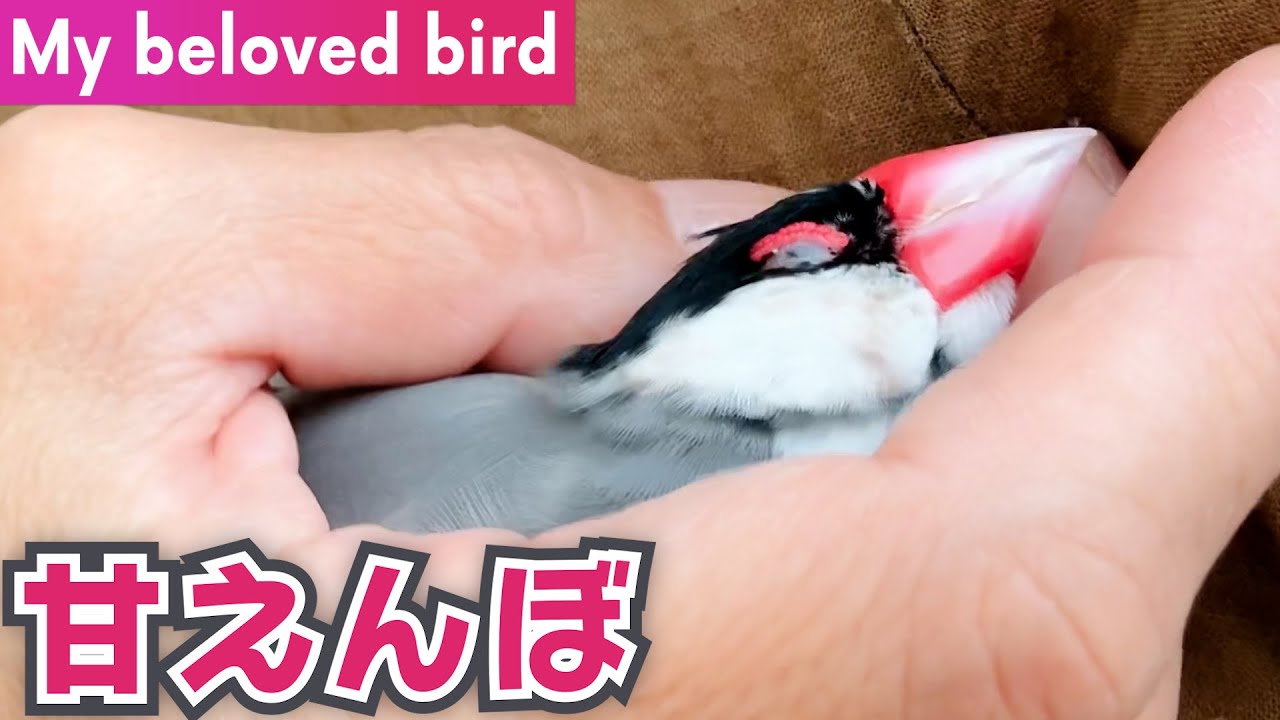 手の中でとろける文鳥 - The bird is very relaxed in its owner's