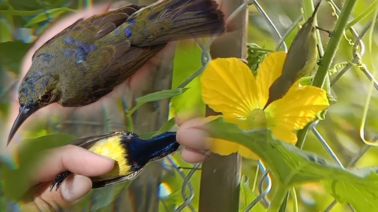 Bẫy Chim Hút Mật | Dính Đủ Các Loại Trong Một Buổi