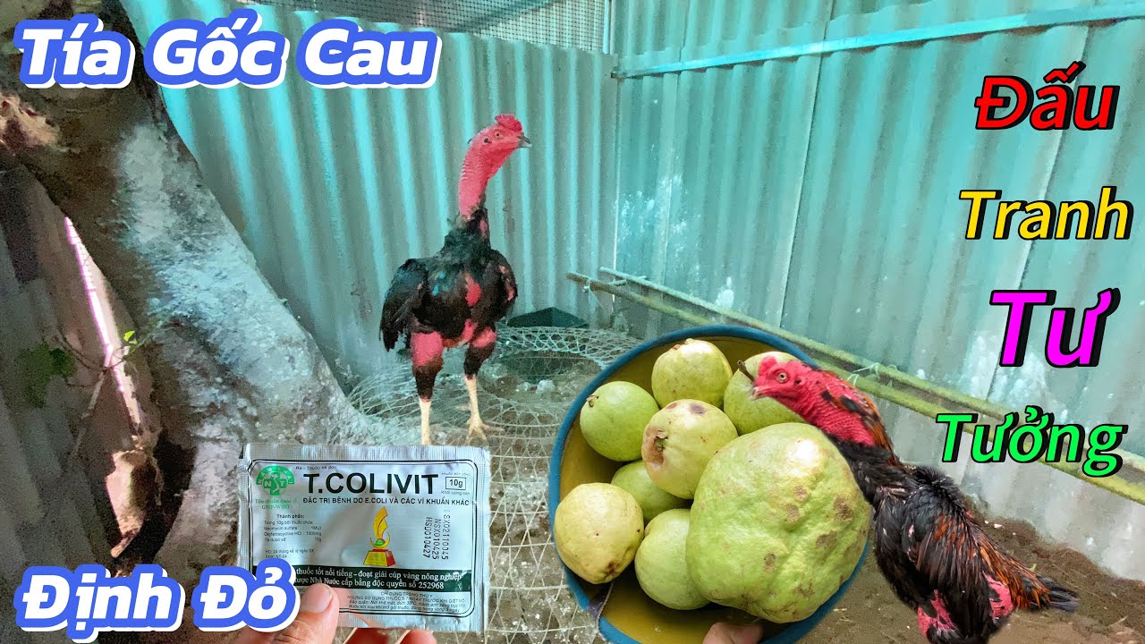 Màn Nói Chuyện Cực Hồi Hộp Với Tía Gốc Cau Và Cho Cả Đàn Ăn Rau Củ / Định Đỏ 