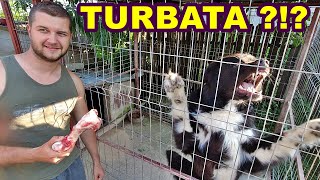 Cu Ce Hraneste Dan Cea Mai Agresiva Femela De Ciobanesc Corb.