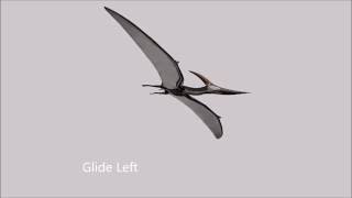 Pteranodon Animations