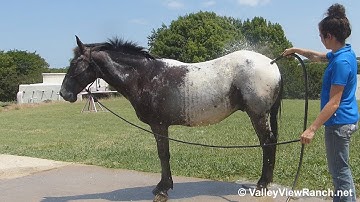 Hudson***For info, price, etc., go to our website***ValleyViewRanch.net