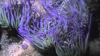 Snakelocks Anemone (Anemonia viridis) - Sea Anemone