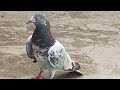 Ustad raja kaka k shagird waqar gujjar pigeons kabootar