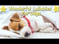 Sleep music for your dog and puppy  relax your dog effectively  lullaby for dogs