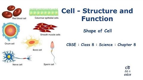 Class 8- Science-Chapter 8 – Cell : Structure And Function - Part04- Shape of Cell #NCERT #Kannada