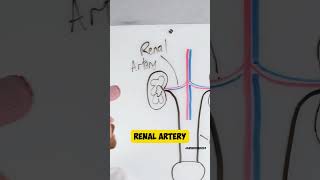 Famous Challenge Time! Can You Correctly Label The Urinary System? 🤔 Wealth