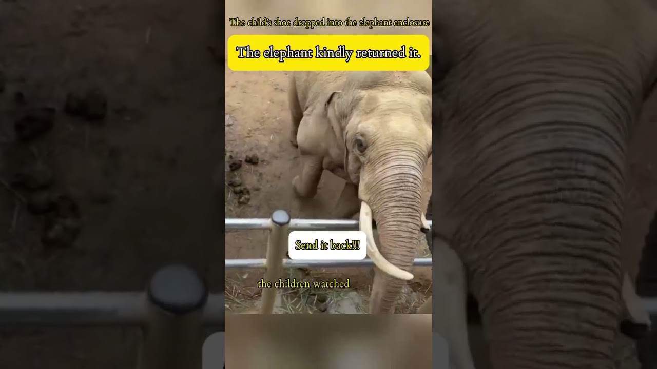 The Moment This Elephant Surprised Everyone! 