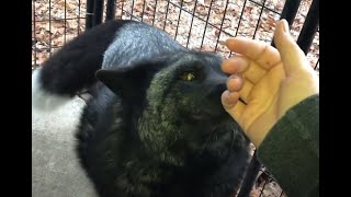 I got to meet some Silver Foxes (Red Fox varieties) when I took my 9 Raccoons to a rehabber!!!