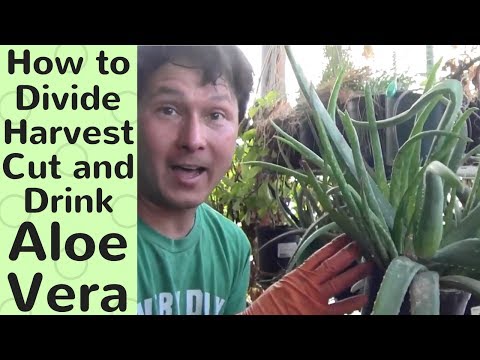 How to Divide, Harvest, Cut and Drink Aloe Vera