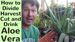 How to Divide, Harvest, Cut and Drink Aloe Vera