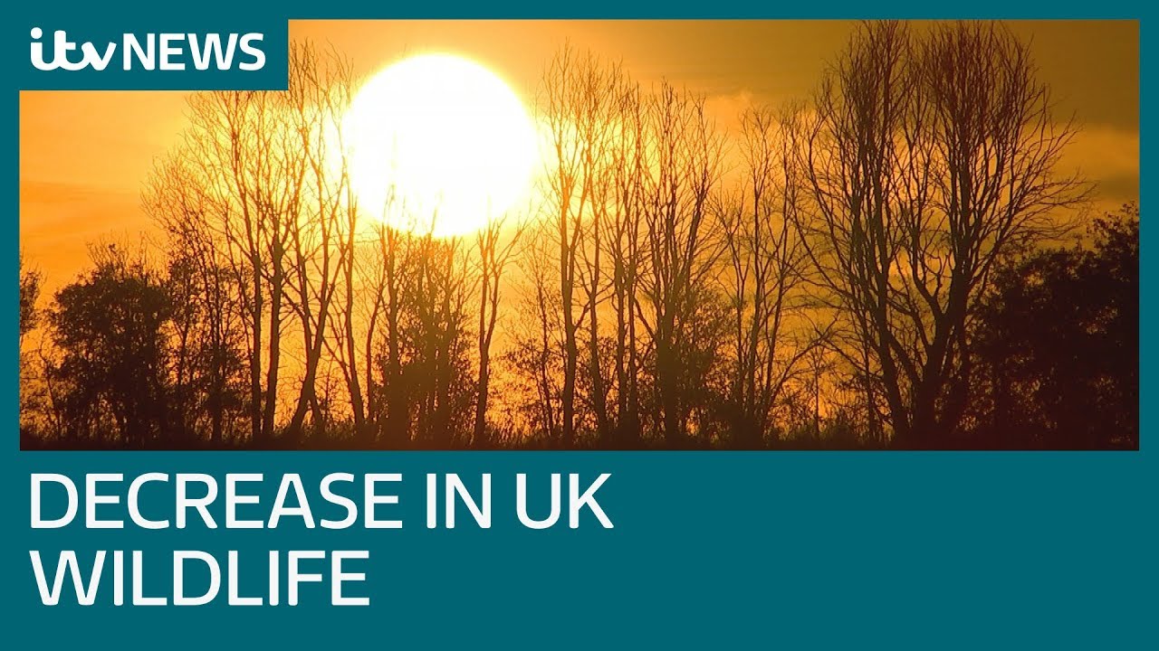 itv news readers No let-up in UK’s wildlife losses, report warns | ITV News