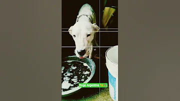Dogo Argentina New Video Viral Short Dogo 