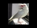 white crow in india