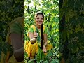 करेला की खेती से कम लागत में ज्यादा मुनाफा! 🌱💰
