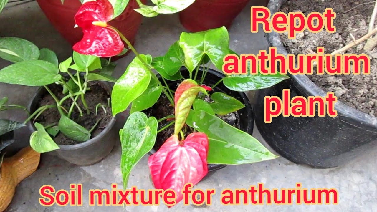 repotting of anthurium plant ll soil mixture for anthurium ll how to ...