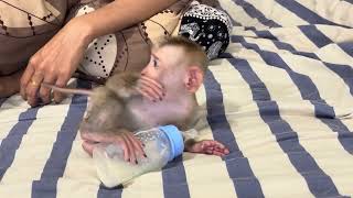 Baby monkey Boyboy