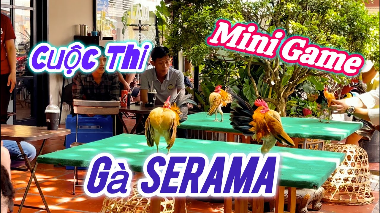 Mini Game - OFF Gà Serama Tại LAM Coffee 284/4 Lý Thường Kiệt Quận 10